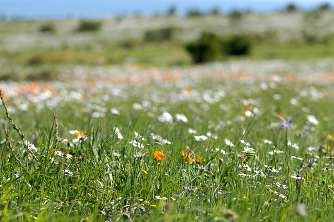Spring daisies