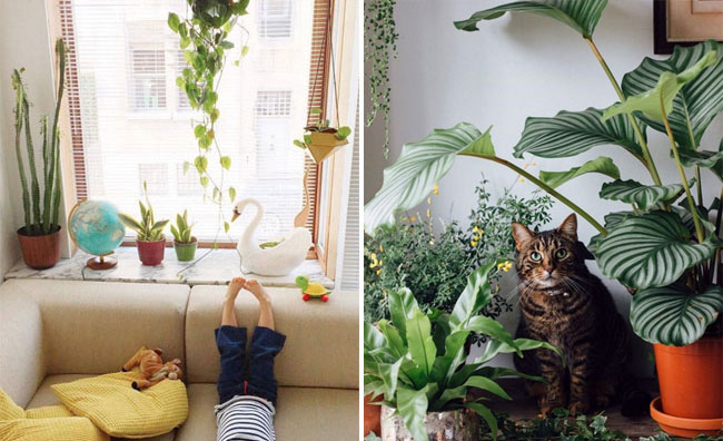 Urban jungle bloggers