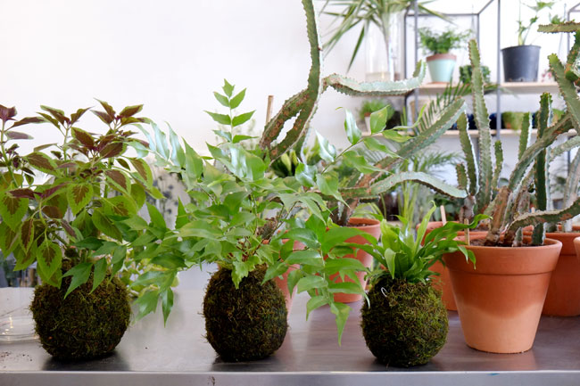 Lush florist, Cape Town