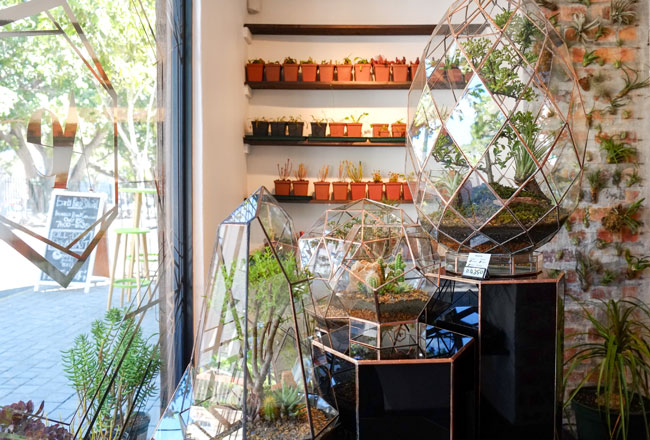 Angles and Earth Terrariums