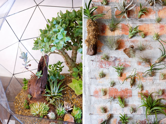 Angles and Earth Terrariums