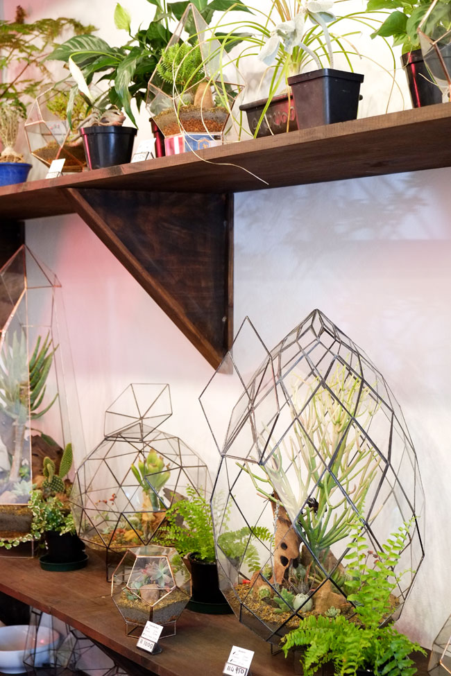 Angles and Earth Terrariums
