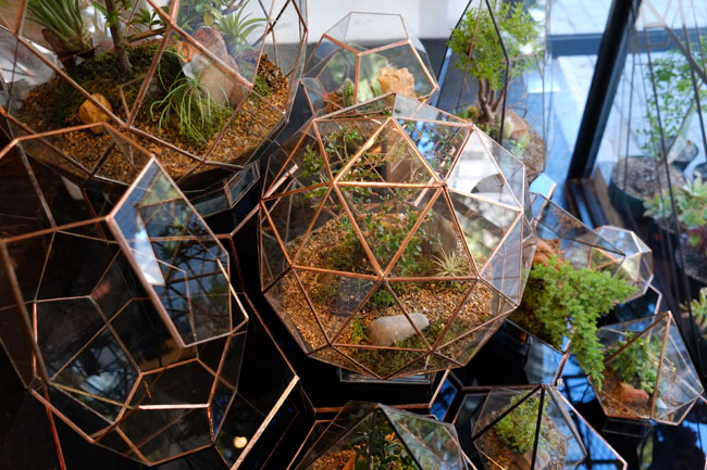 Angles and Earth Terrariums