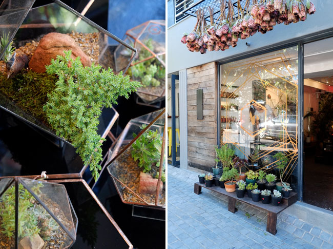 Angles and Earth Terrariums