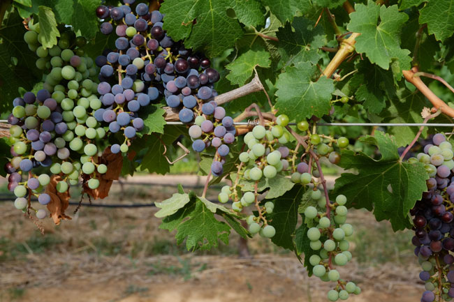Doran Vineyards