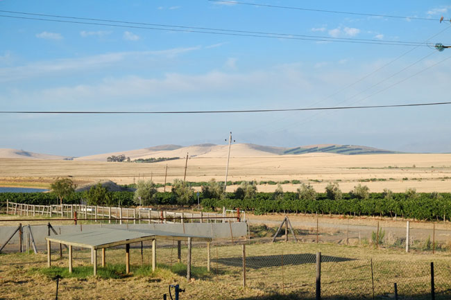 Doran Vineyards