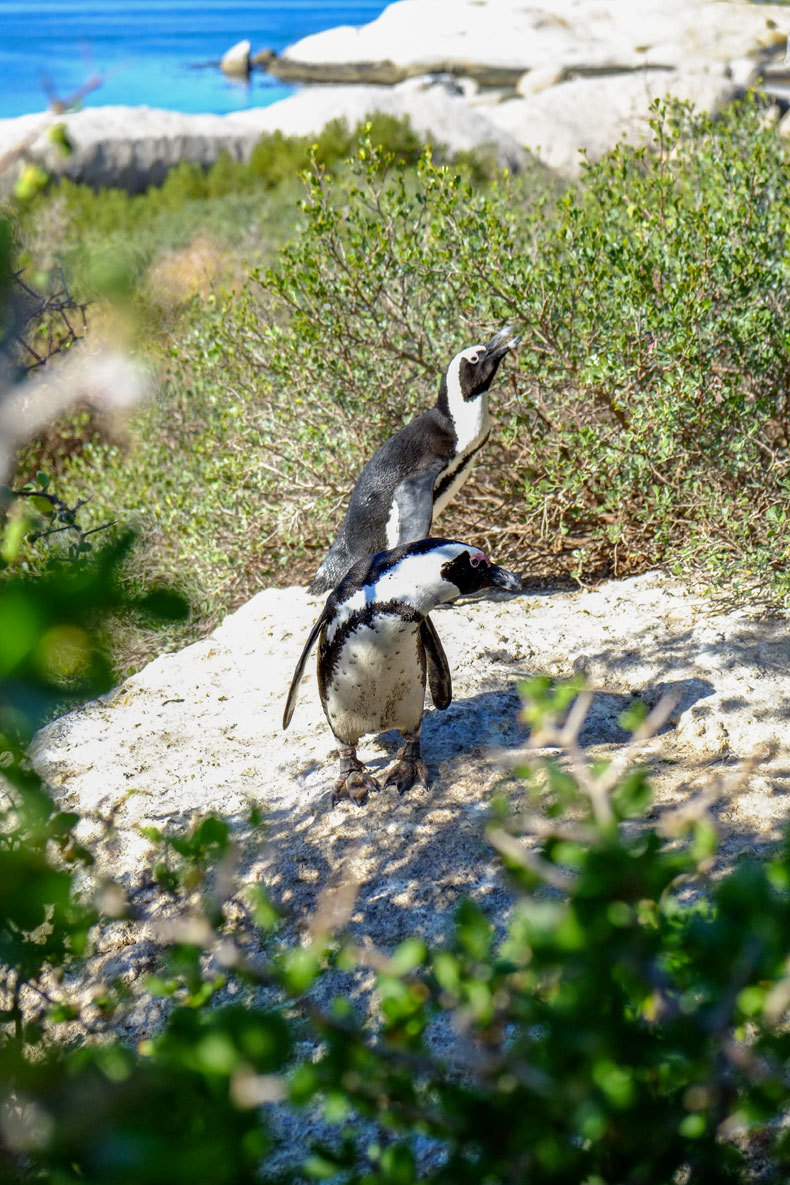Penguins Boulders Beach