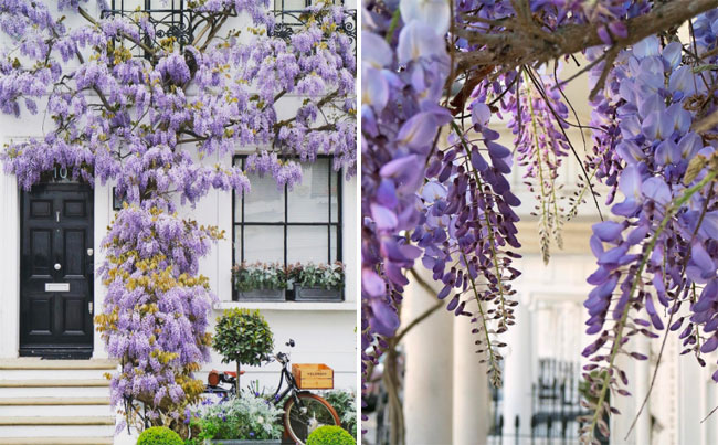 Wisteria Hysteria