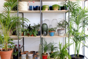 Lush florist, Cape Town