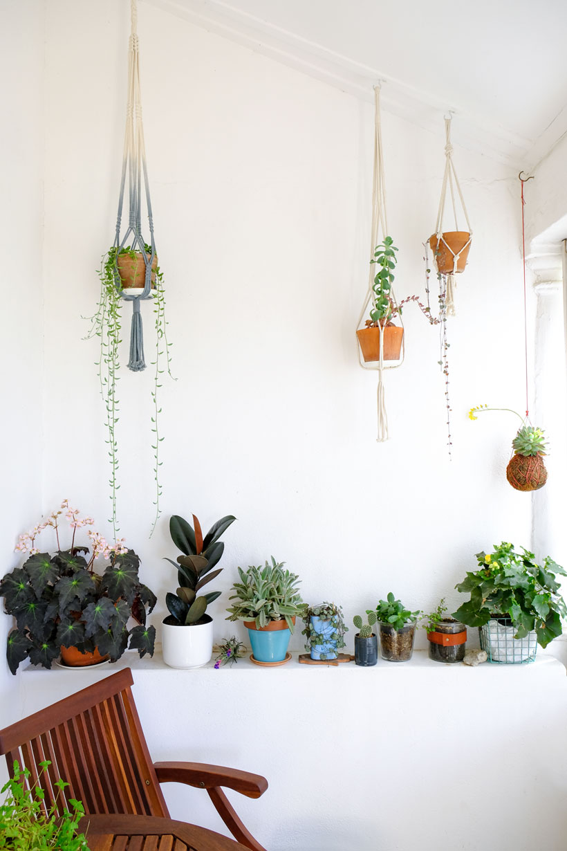 Plantify Rubber Plant