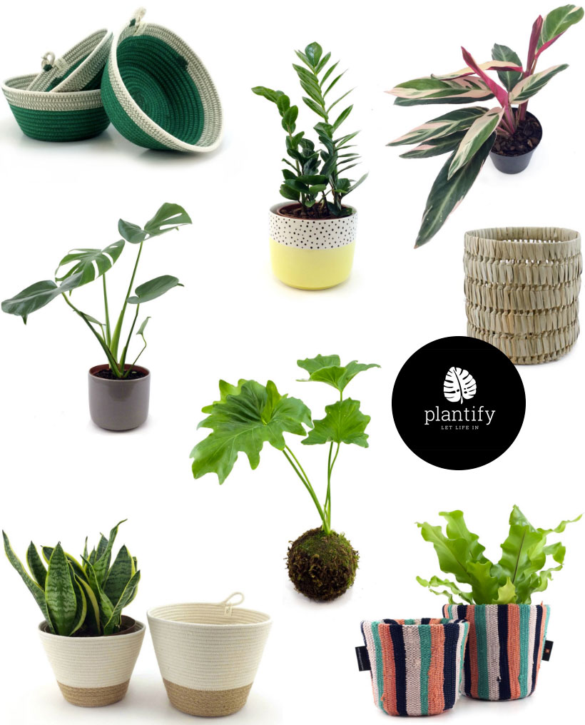 Plantify - shop plants online