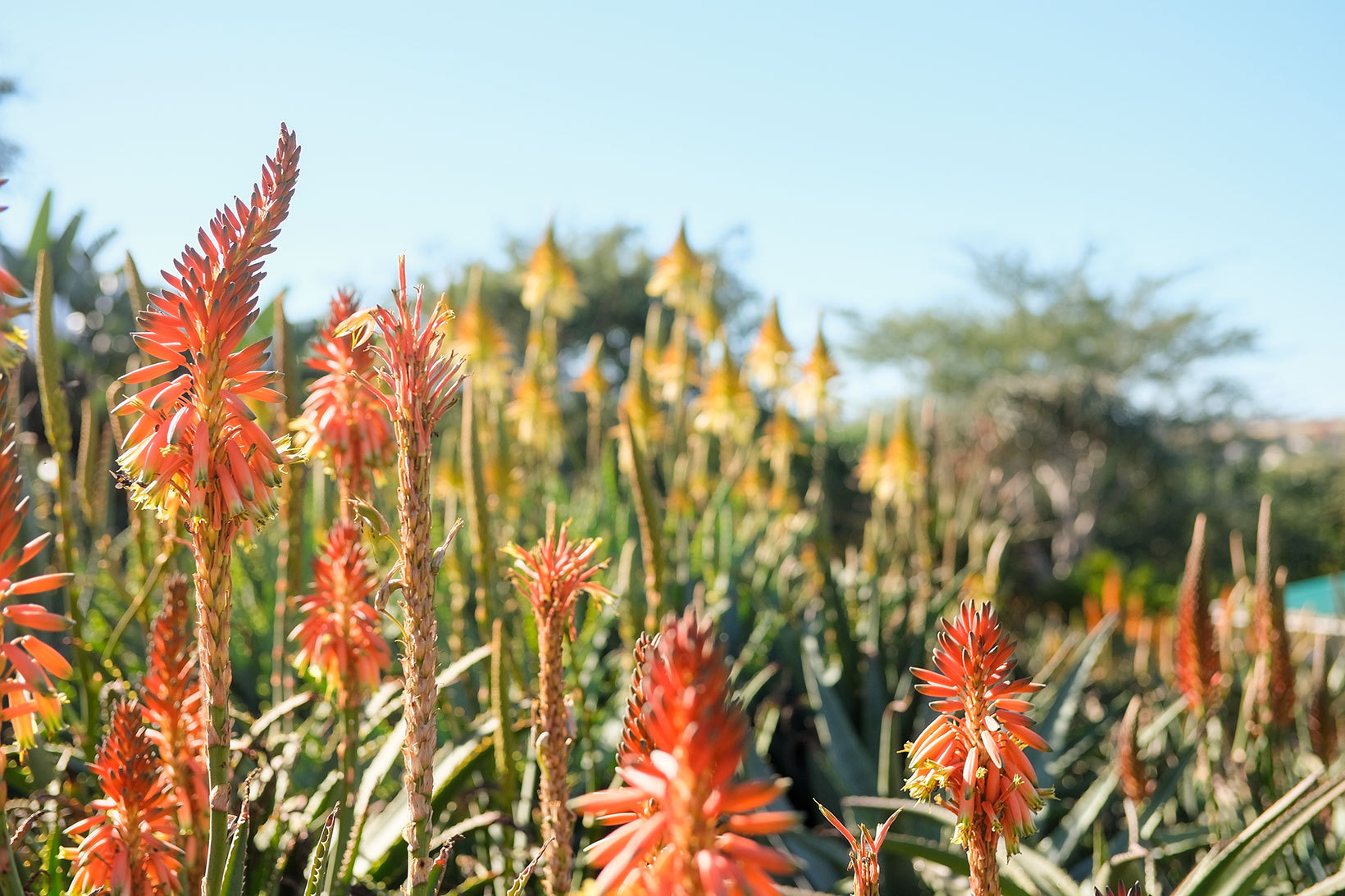 Rooiklip Nursery Aloes