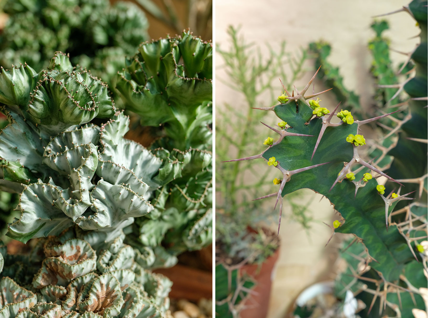 Rooiklip - Swellendam