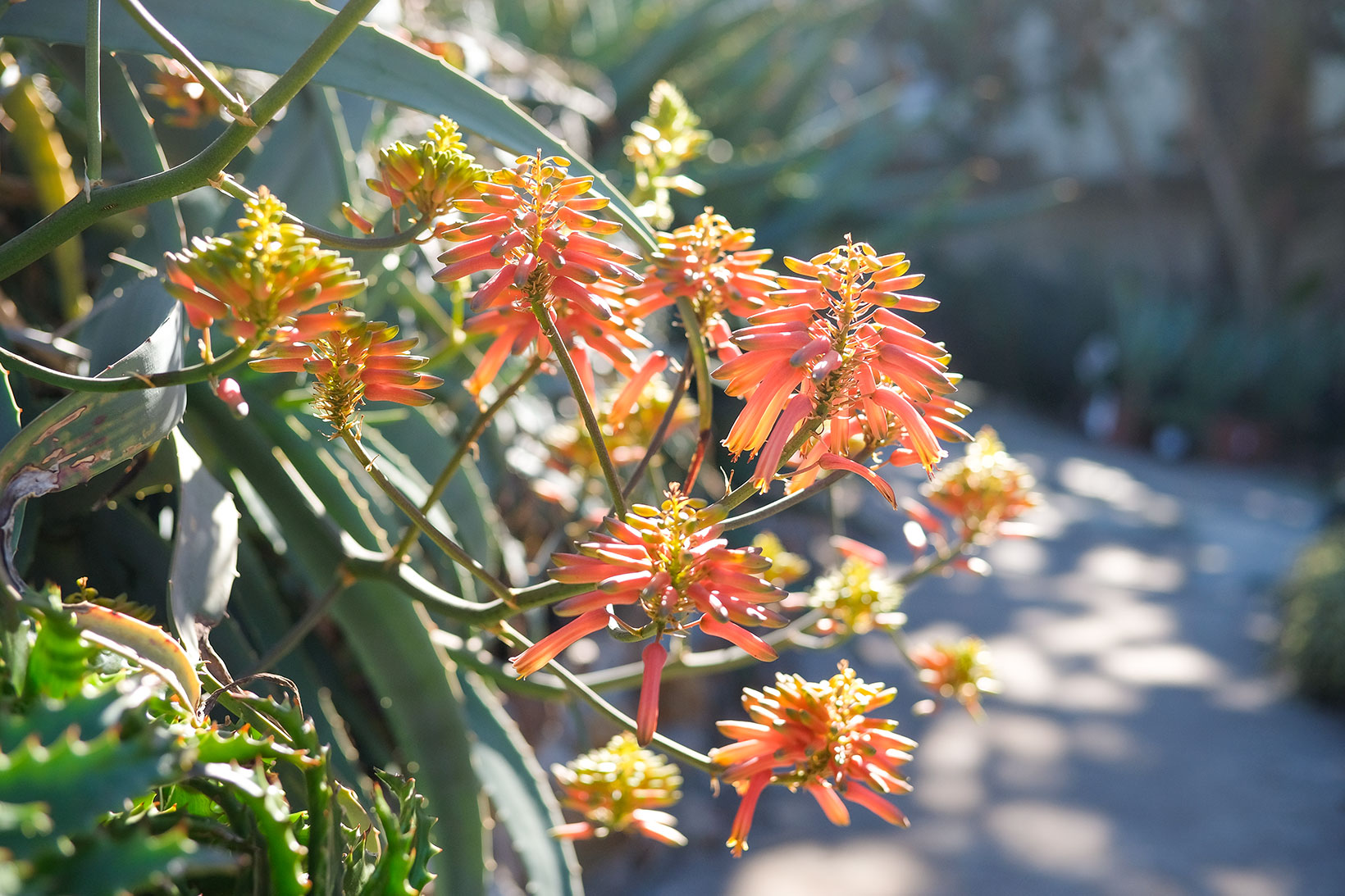 Rooiklip - Swellendam